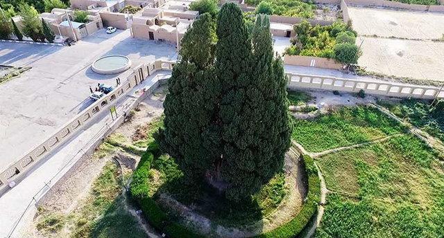 واگذاری ثبت جهانی درختان دیرزیست کشور به میراث فرهنگی یزد واگذاری ثبت جهانی درختان دیرزیست کشور به میراث فرهنگی یزد