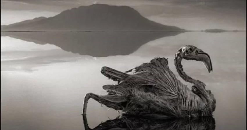 دریاچه ناترون، دریاچه ای که حیوانات در آن به سنگ تبدیل می شوند!