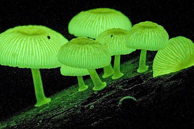 کشف یک گونه جدید قارچ نورانی