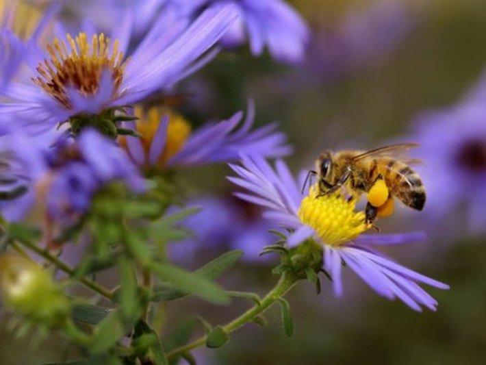 خواص درمانی نیش زنبور را بشناسید خواص درمانی نیش زنبور را بشناسید