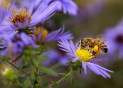 خواص درمانی نیش زنبور را بشناسید خواص درمانی نیش زنبور را بشناسید