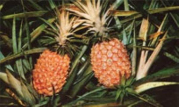 آناناس، لذتی برابر با شکلات!