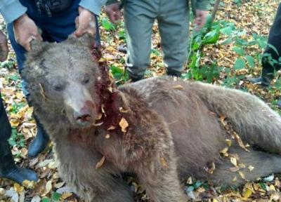 حمله خرس به مرد یاسوجی؛ جدال نفس گیر تا انتقال مصدوم به بیمارستان
